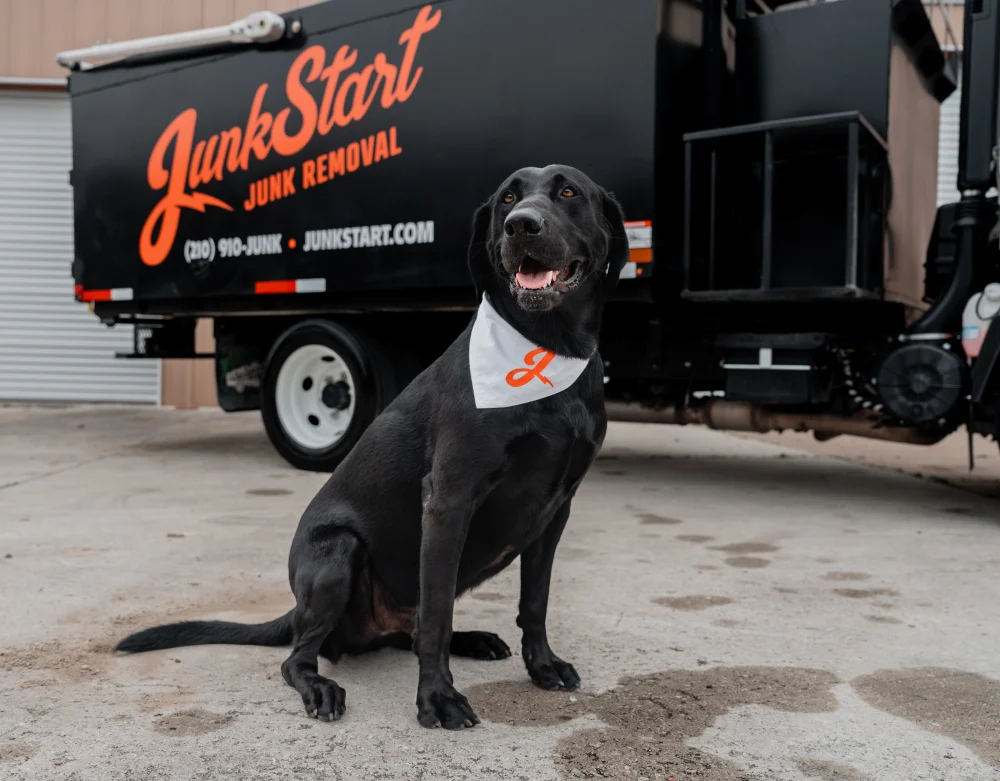 A friendly black Labrador dog wearing a JunkStart bandana sits proudly in front of a company junk