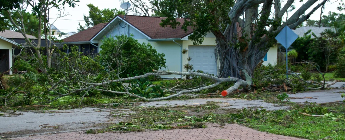 Winter Brush Removal [Storms, Pruning + More!]