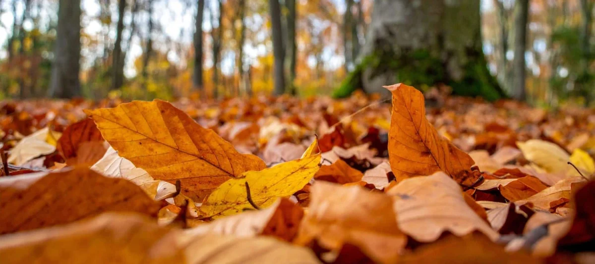 San Antonio Leaf And Brush Pickup For Autumn Cleanup